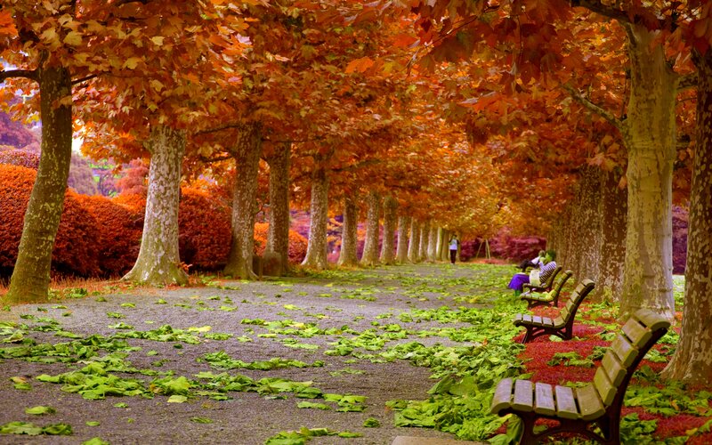 People on Benches in Park — Orange