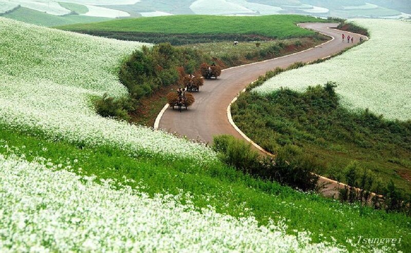 People on Carts in Fields