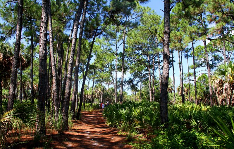 People on Forest Trail