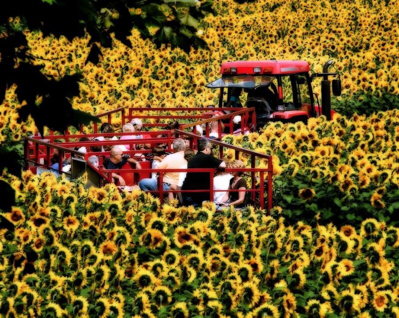 People on Tractor in Sunflowers