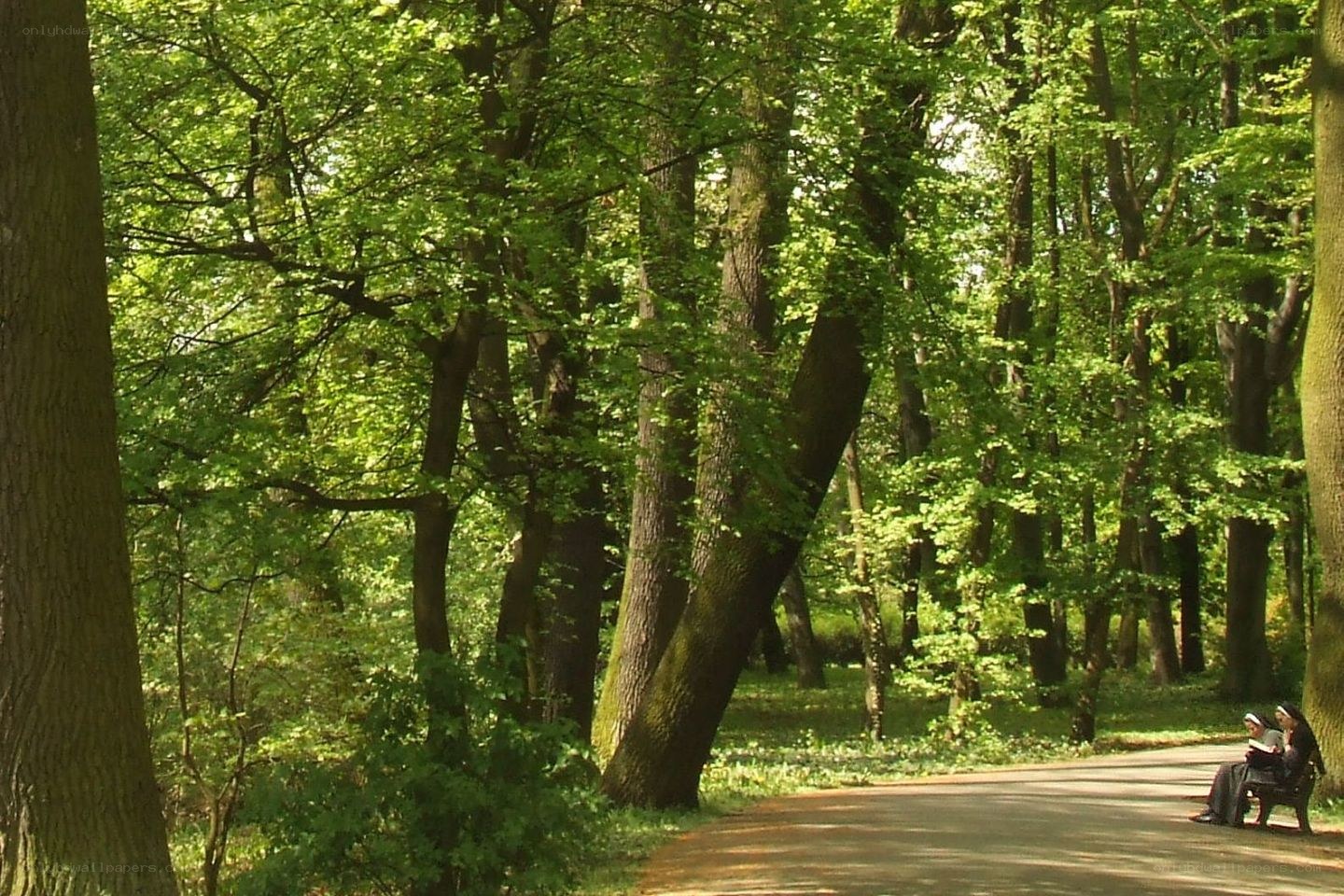 People reading in a forest park