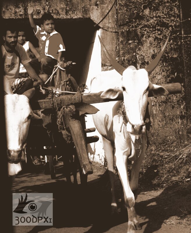 People riding a bullock cart
