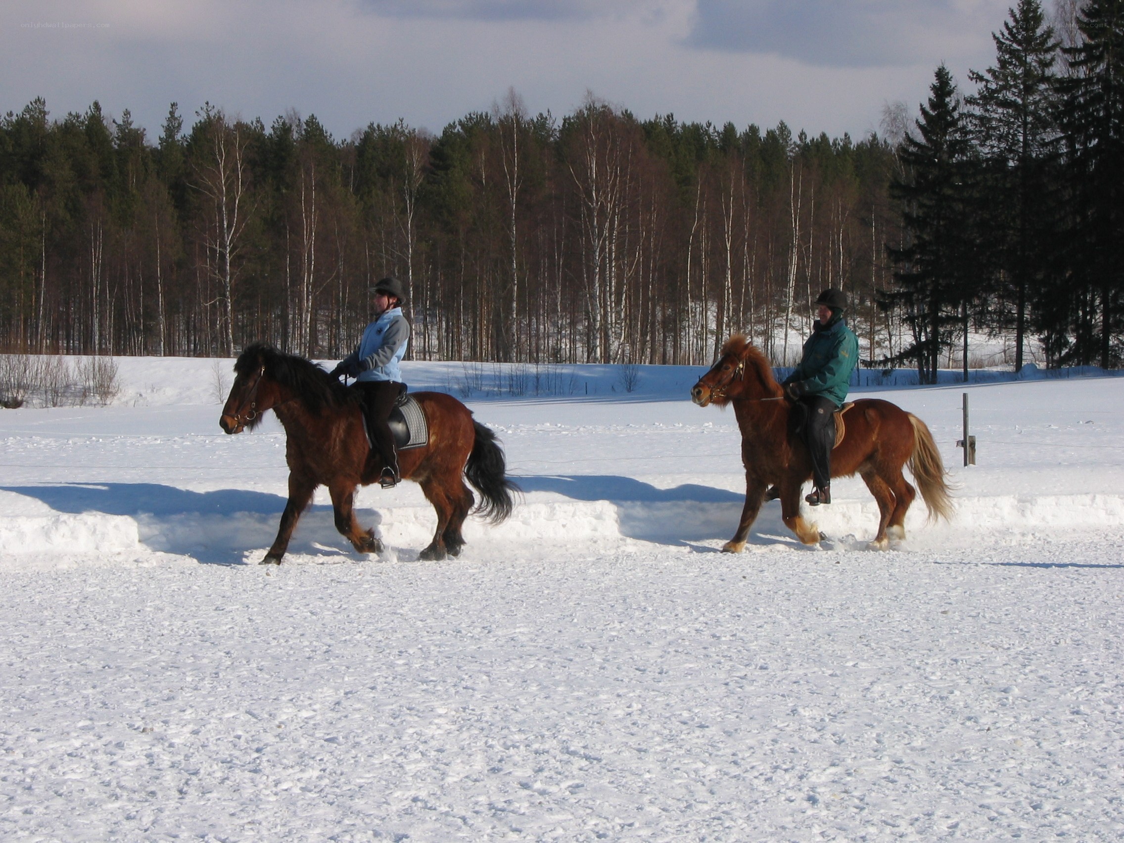 People riding horses in snow