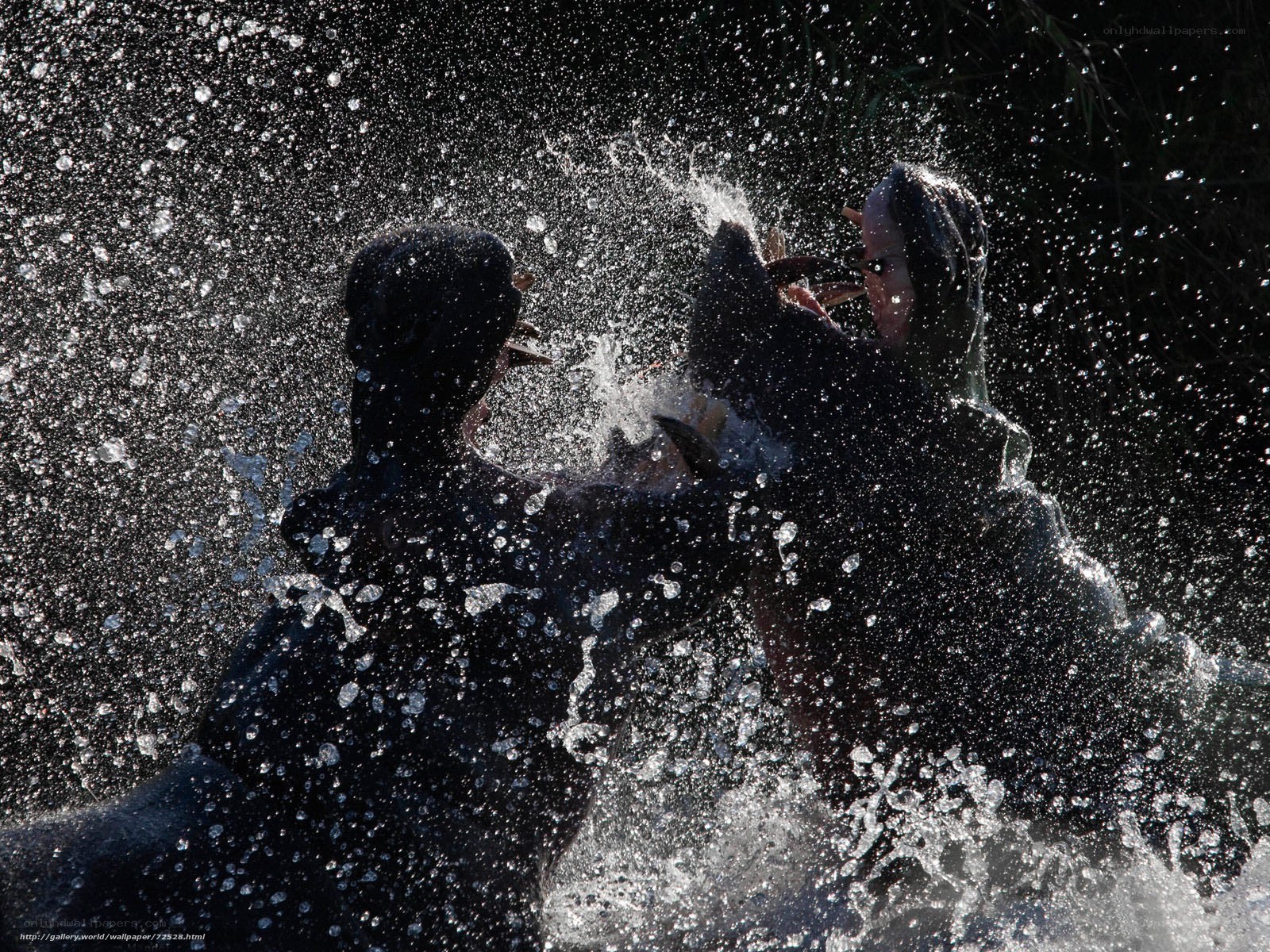 People splashing in water