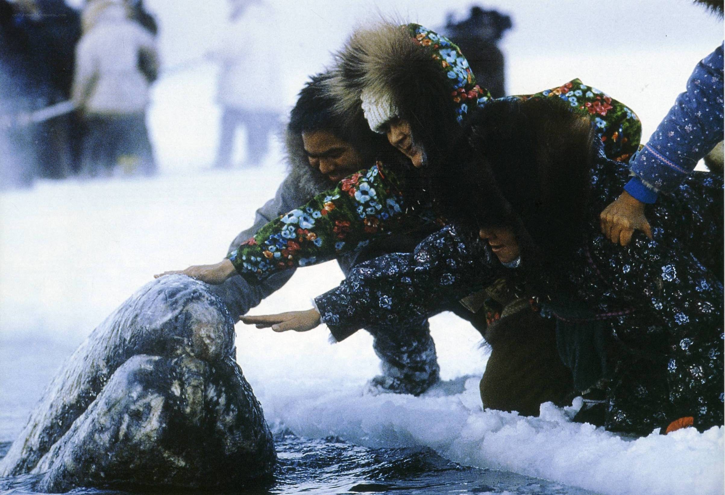 People touching a whale on ice