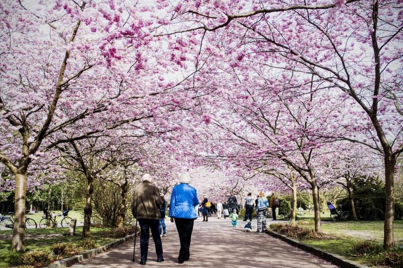 People under Cherry Blossoms — Pink