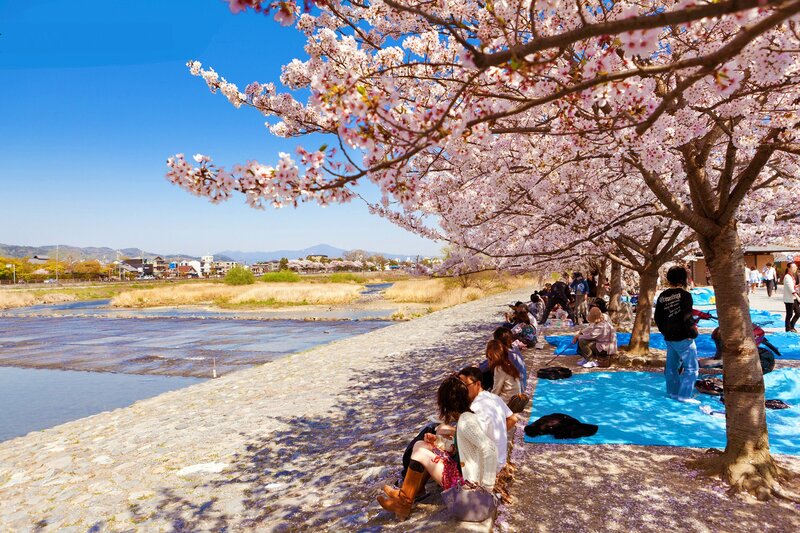 People under Cherry Blossoms