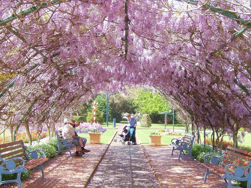 People under Wisteria Arch