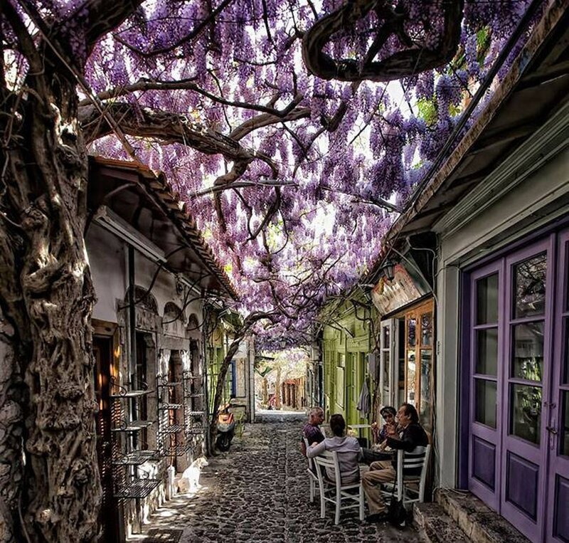 People under Wisteria Canopy — Purple