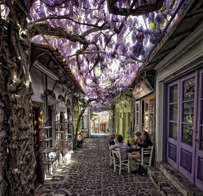 People under Wisteria Canopy