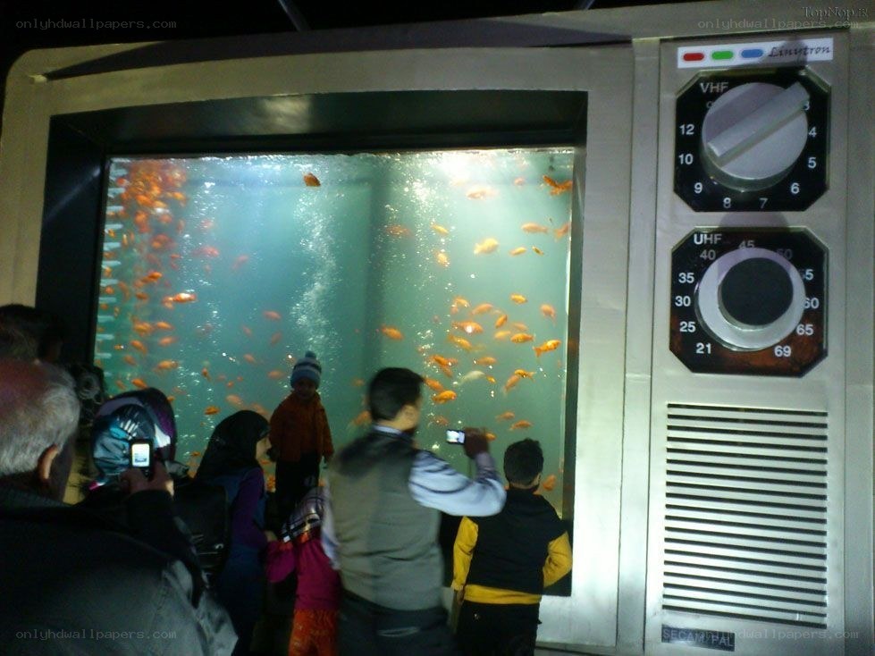 People viewing fish in a tank