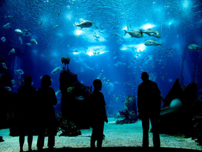 People viewing fish in aquarium