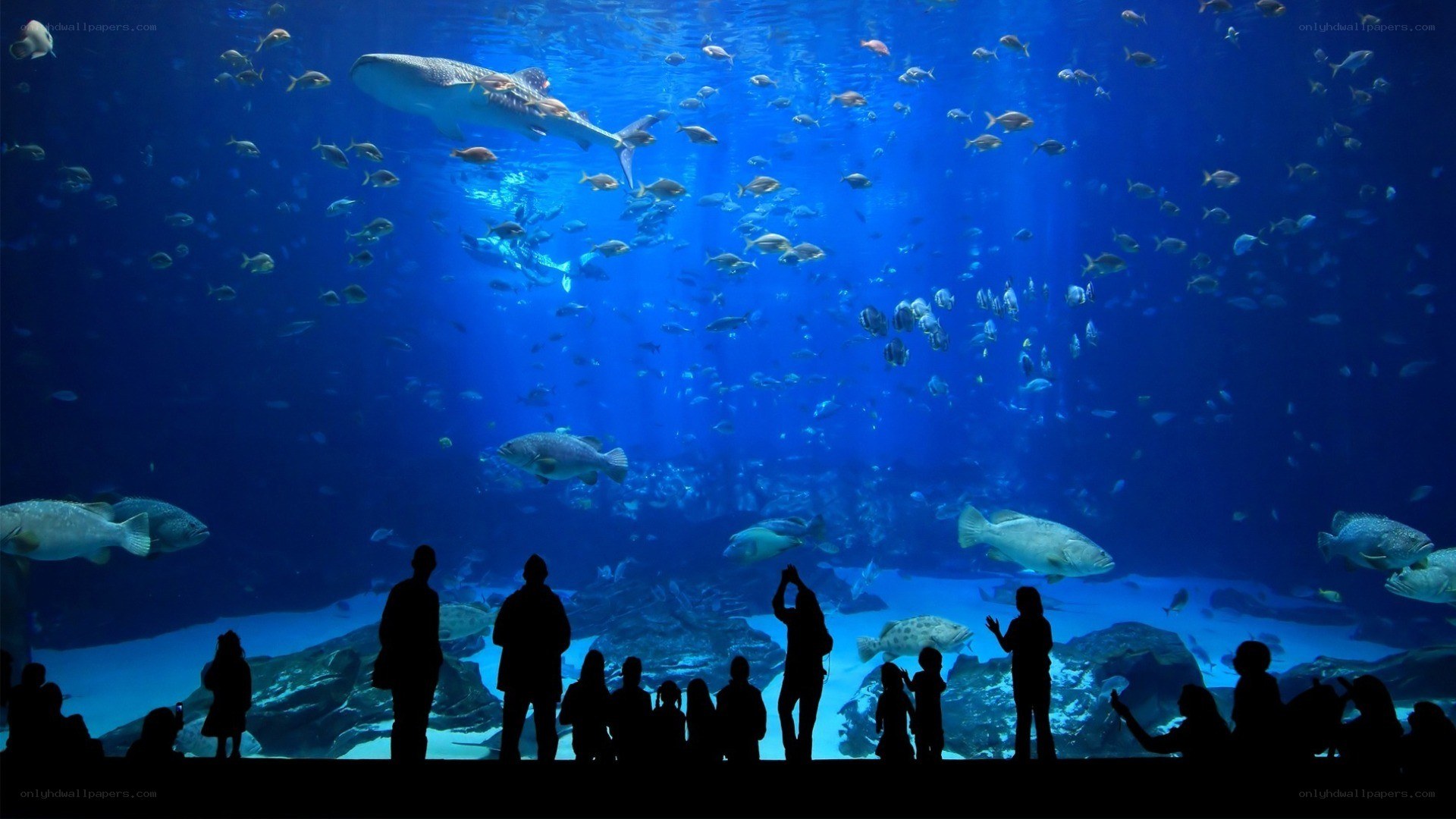 People viewing large aquarium