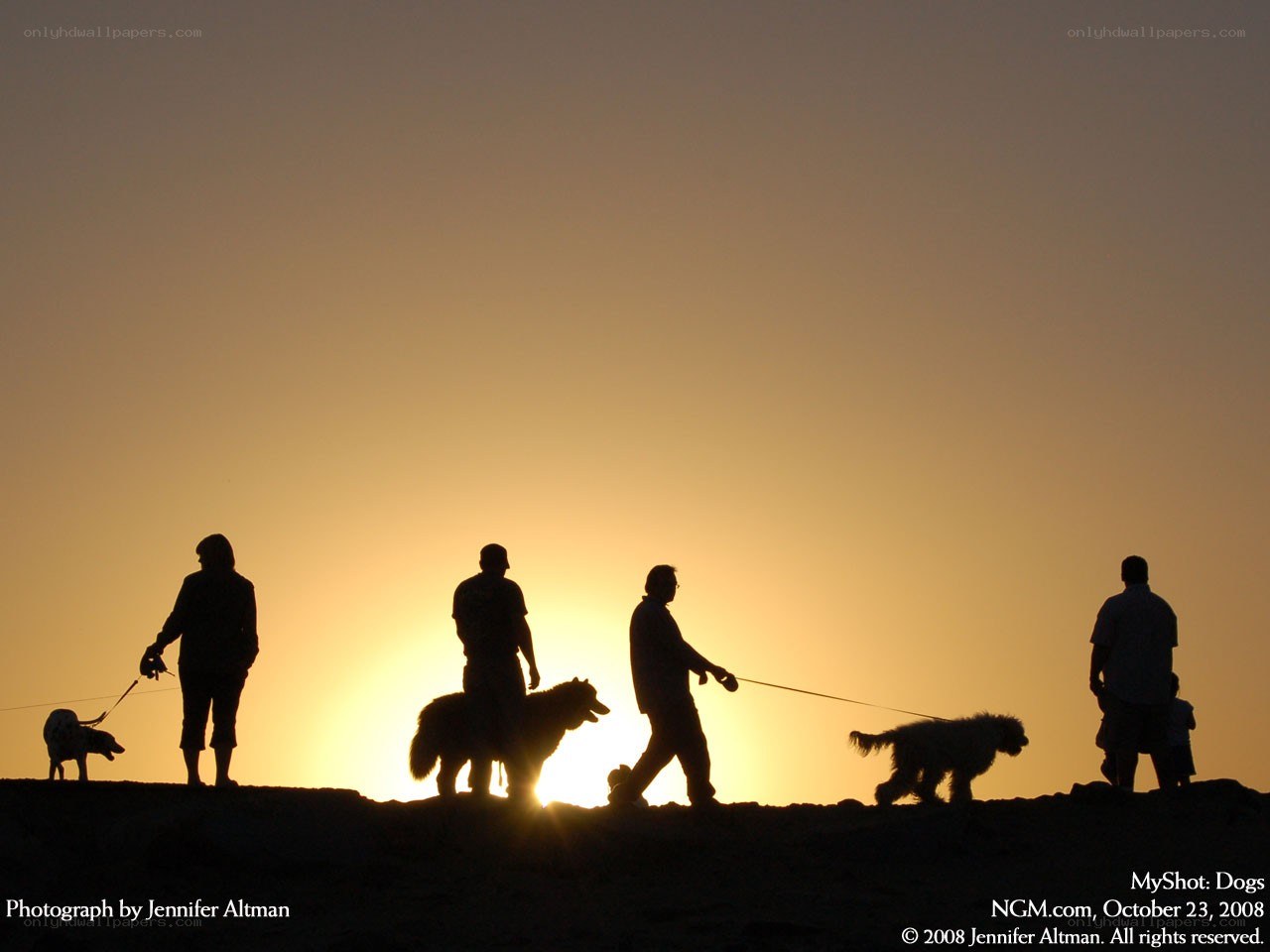 People walking dogs at sunset
