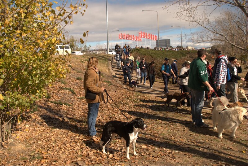 People walking dogs in park