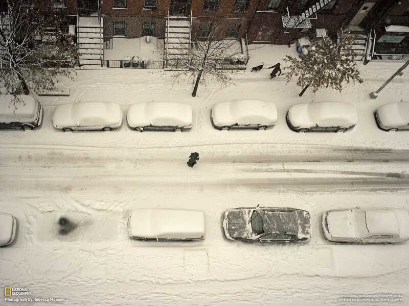 People Walking Dogs in Snow