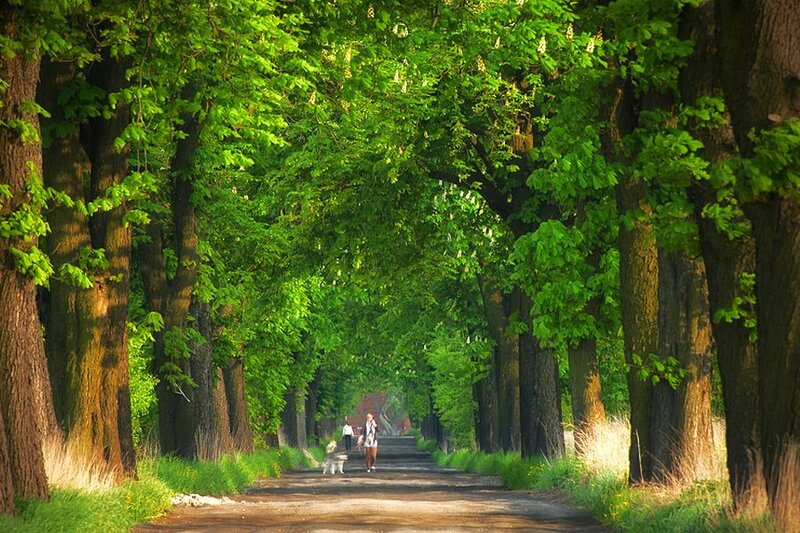 People Walking Dogs