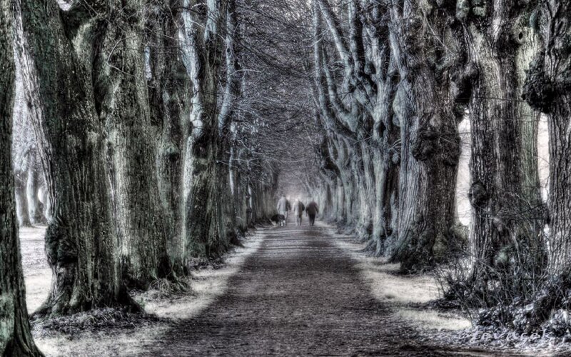 People walking in a tree-lined path