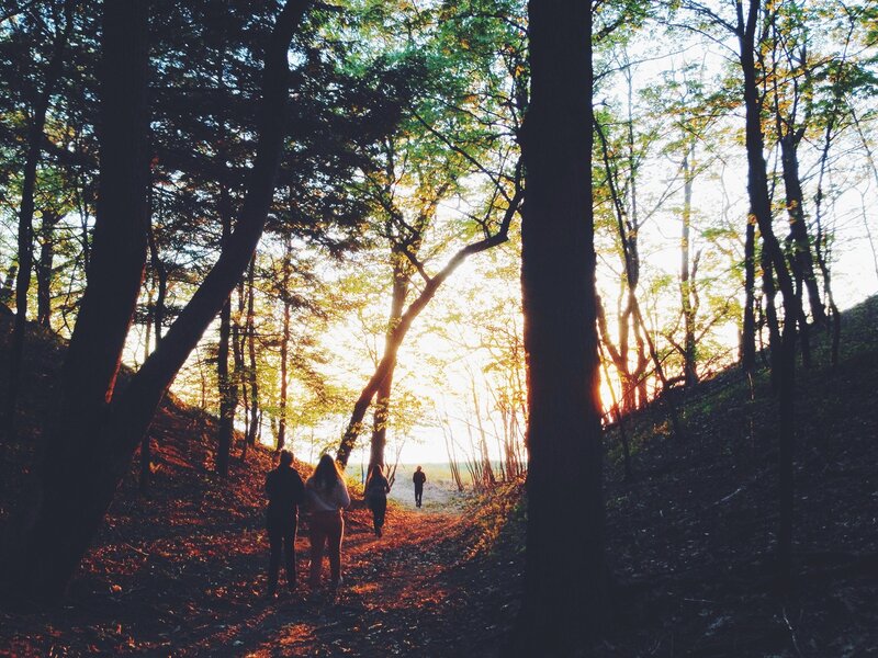 People Walking in Forest — Green, Serene, Sunset