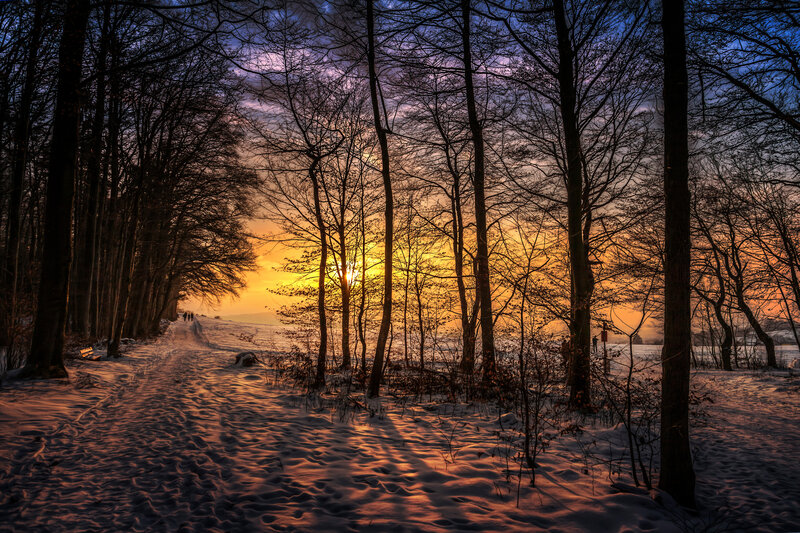 People Walking in Forest — Orange, Dramatic