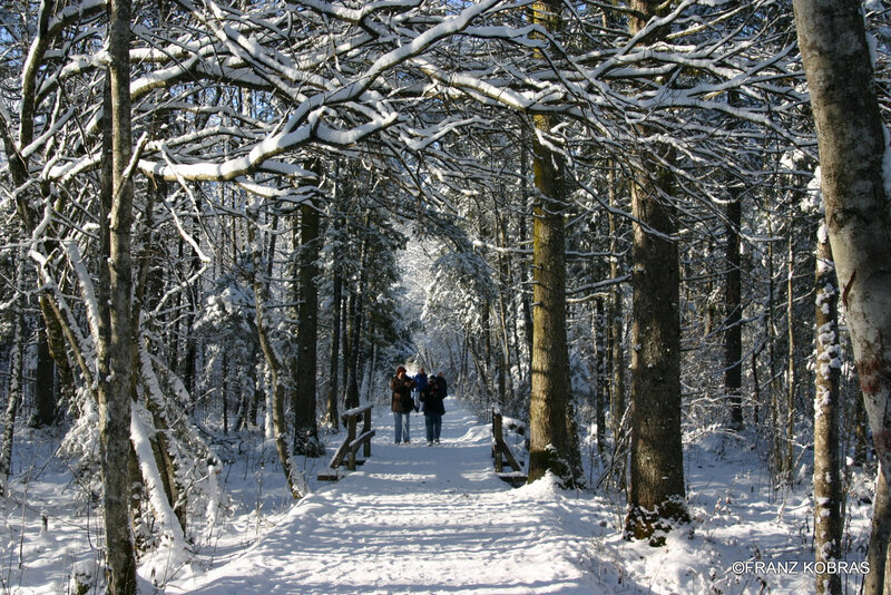 People Walking in Forest