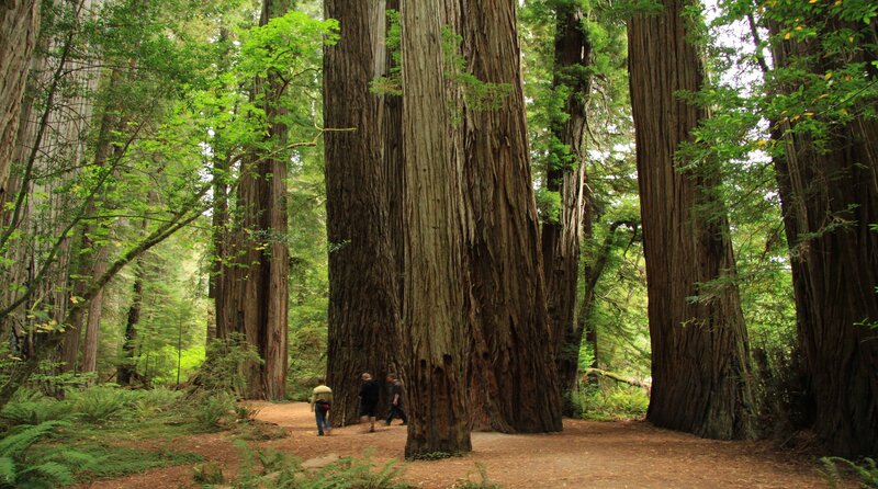People Walking in Redwood Forest
