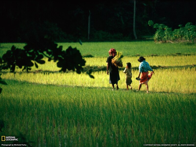 People Walking in Rice Field