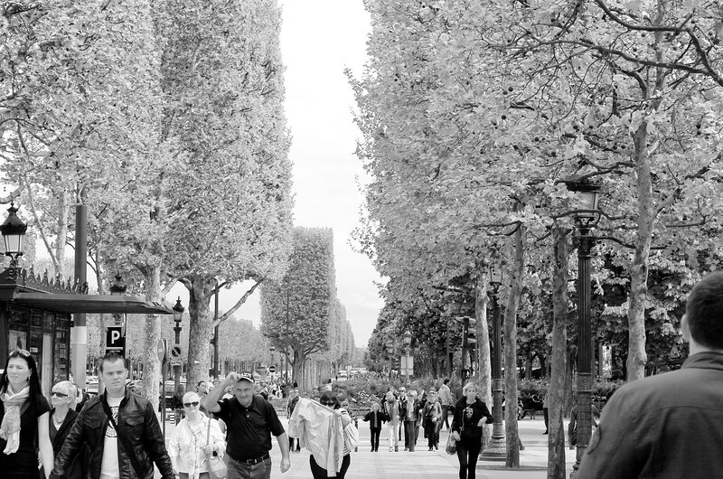 People Walking on a Tree-lined Avenue