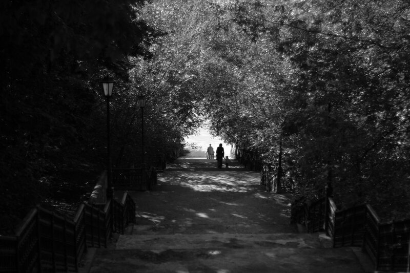 People walking on a tree-lined path