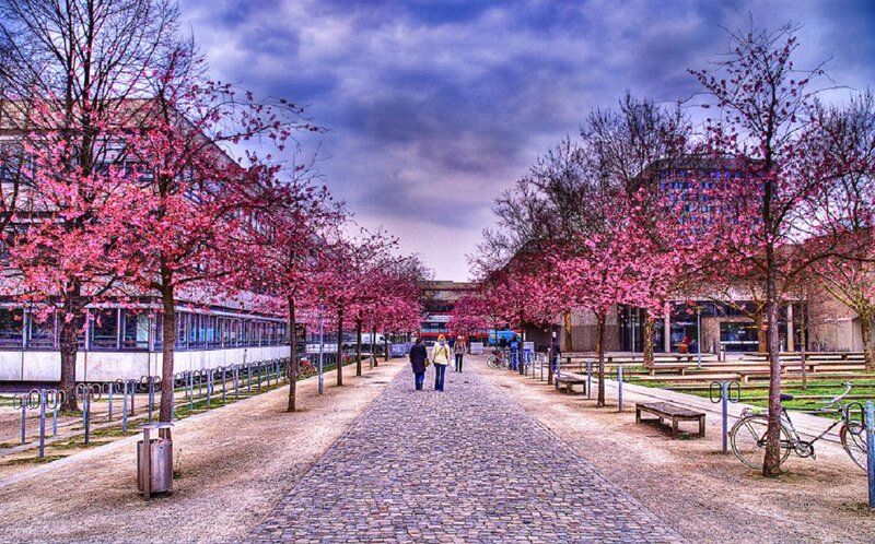 People Walking on Cobblestone Path