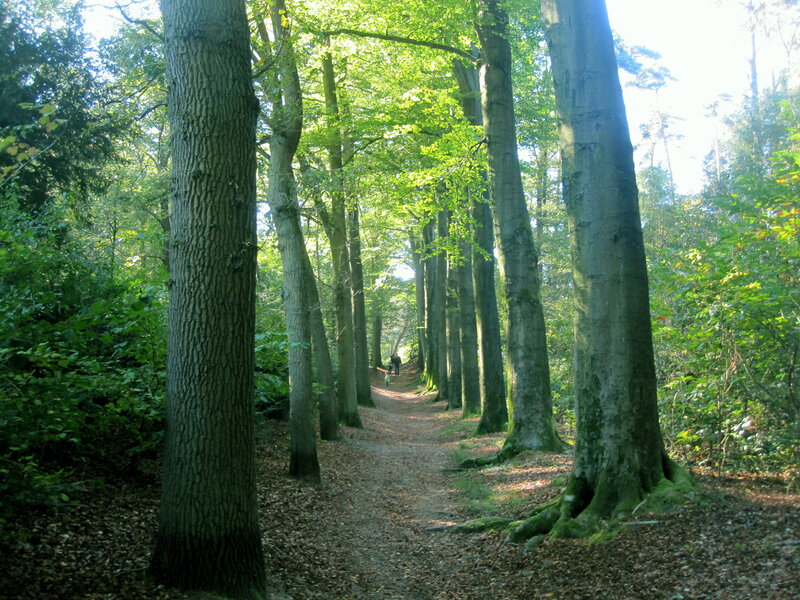 People Walking on Forest Path