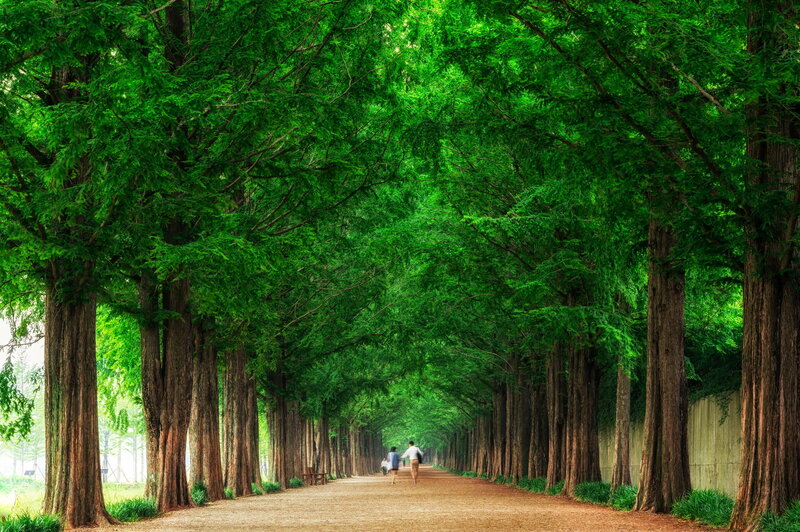 People Walking on Path — Green, Serene, Afternoon