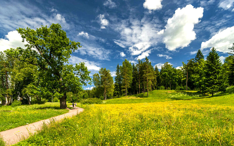 People Walking on Path — Green, Serene