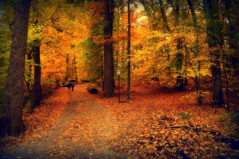 People Walking on Path — Orange