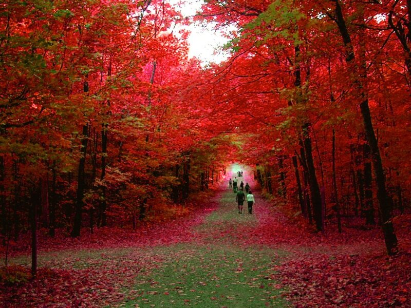 People Walking on Path