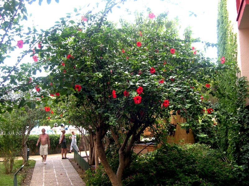 People walking under a flowering tree