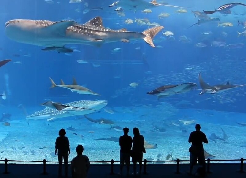 People watching whale sharks in aquarium