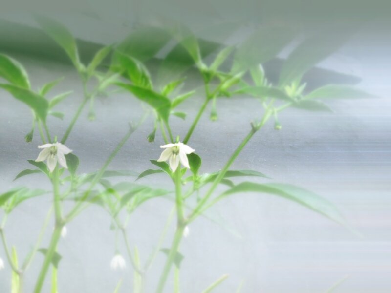 Pepper Plant Flowers