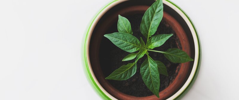 Pepper Plant in Pot