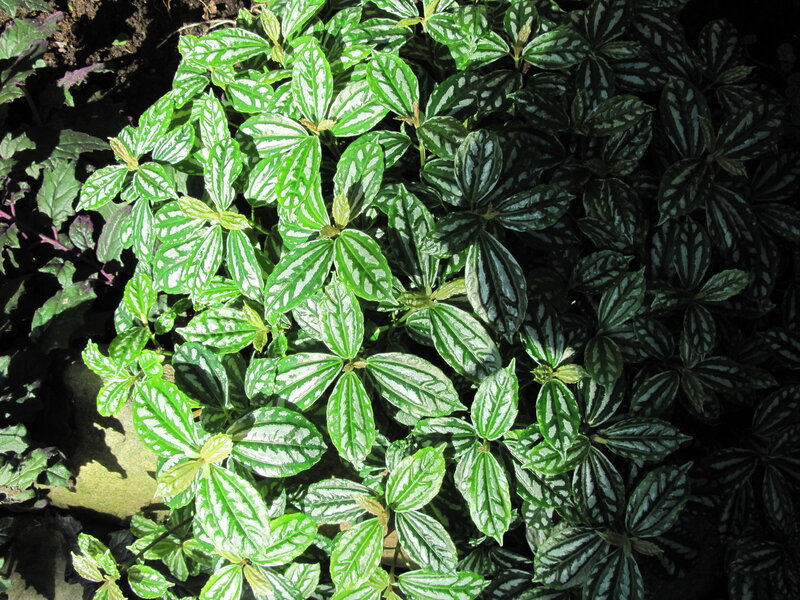 Pepperomia Plant Leaves — Green