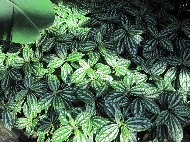 Pepperomia Plant Leaves