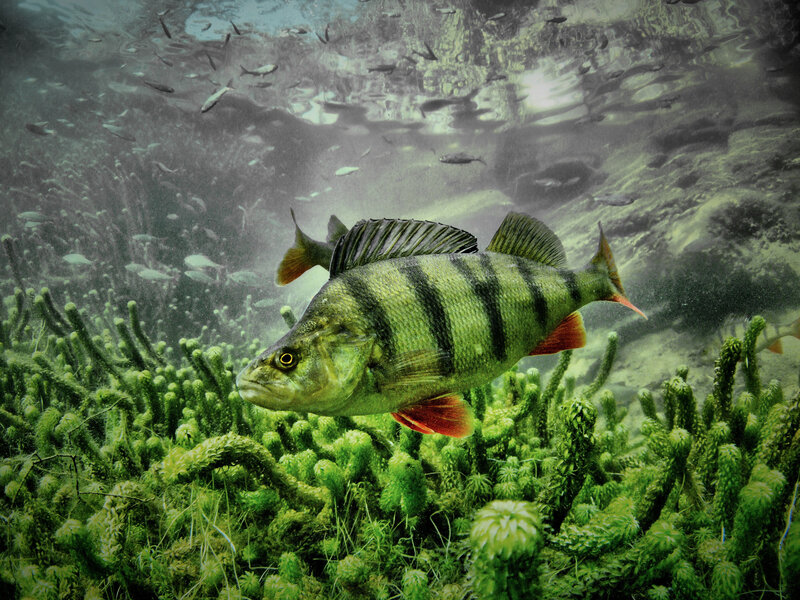 Perch Fish in Water