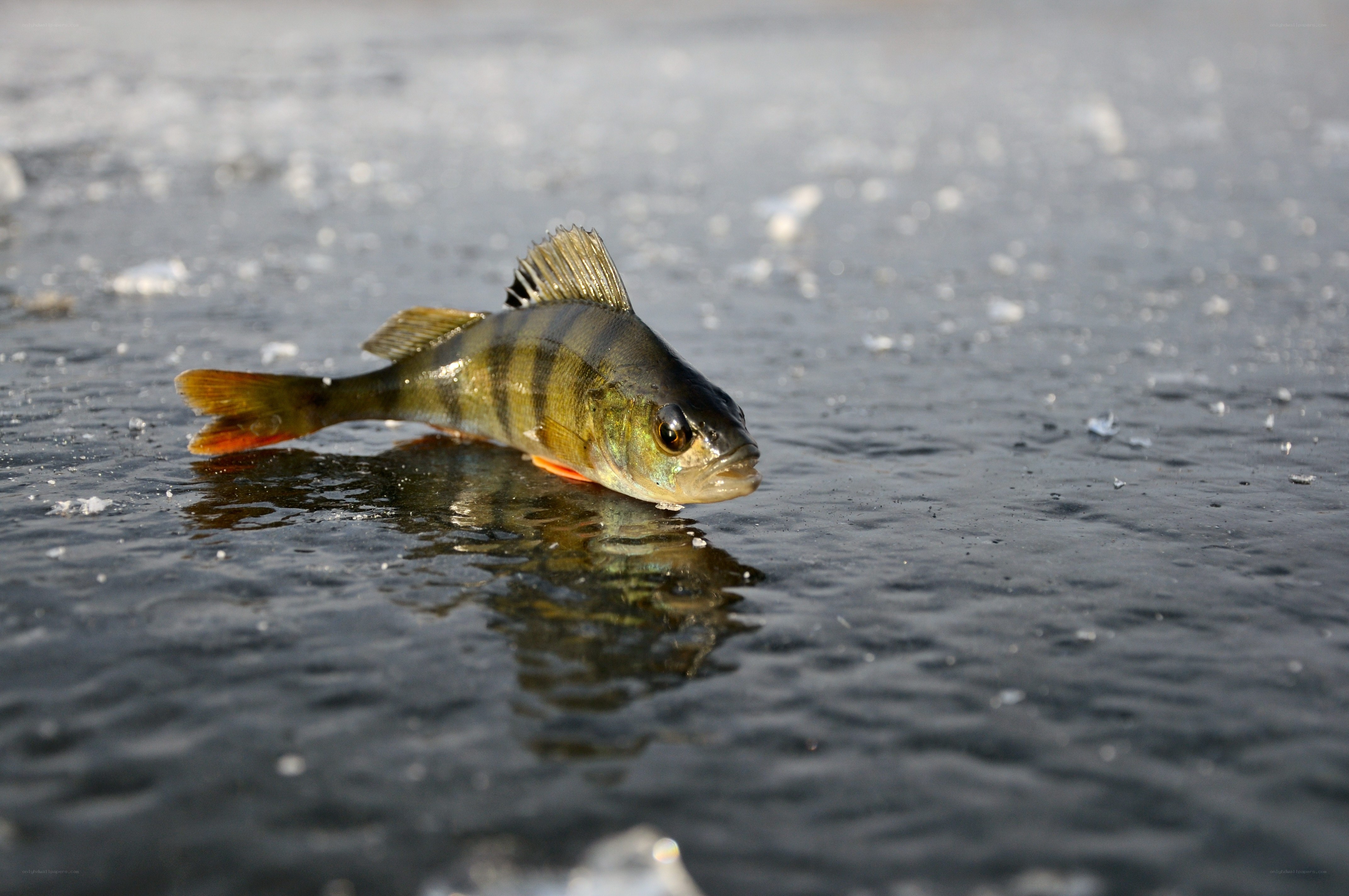 Perch on frozen lake