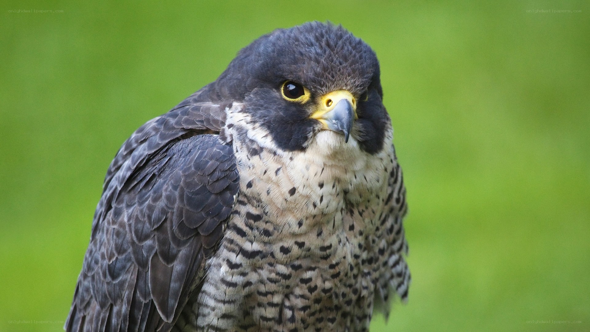 Peregrine falcon close-up