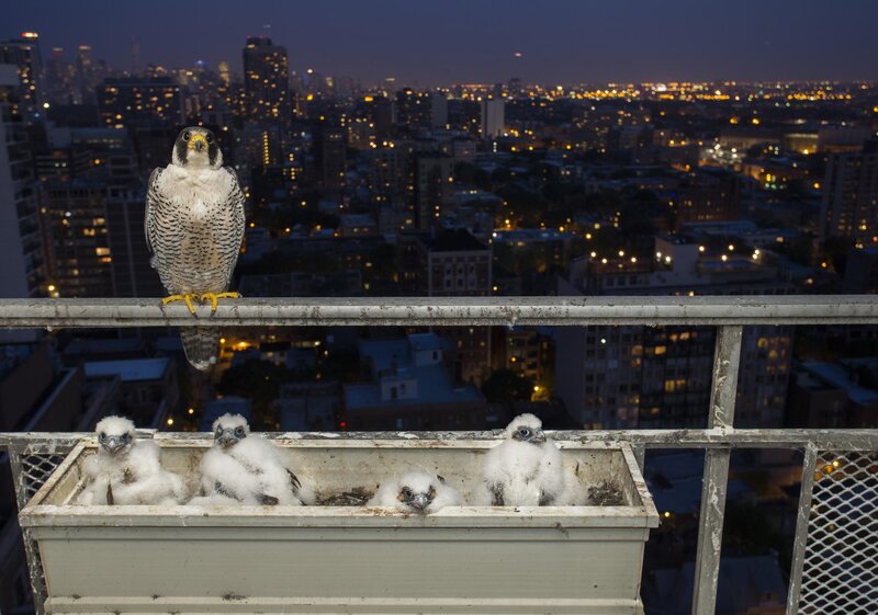 Peregrine Falcon Family