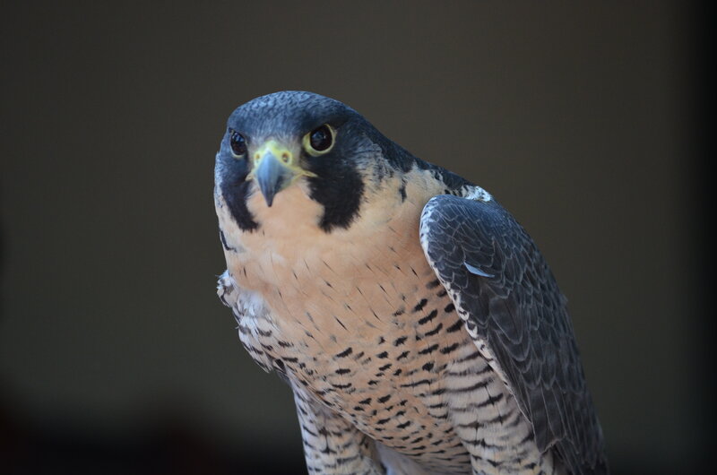 Peregrine Falcon — Gray, Alert, Photograph