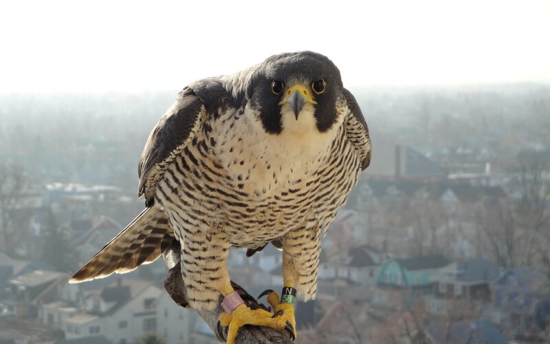 Peregrine Falcon — Gray, Alert