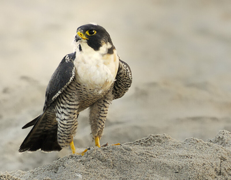 Peregrine Falcon — Gray