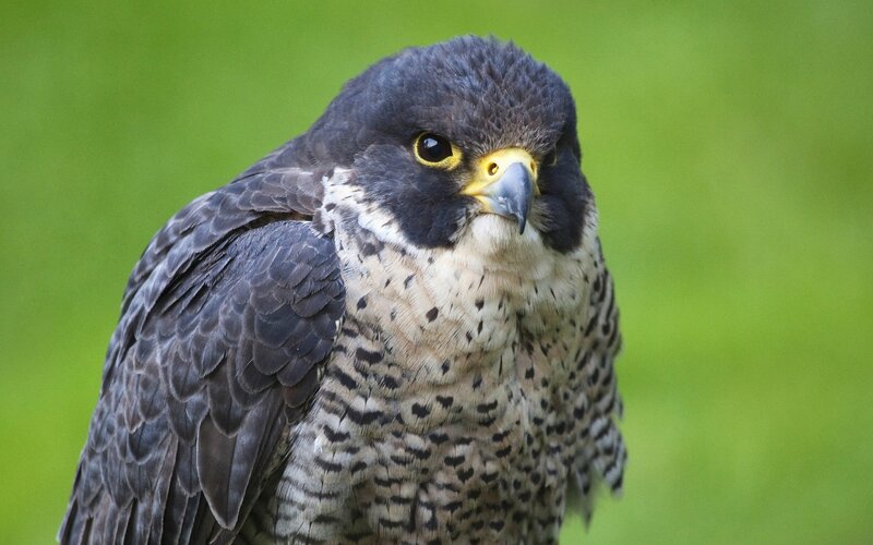 Peregrine Falcon — Green, Alert