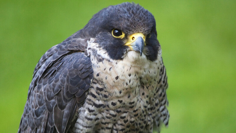 Peregrine Falcon — Green